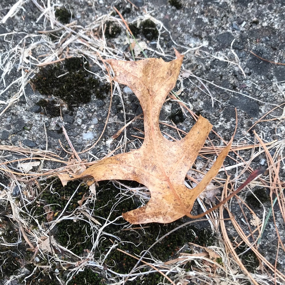 Leaf